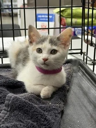 A baby small-sized female Domestic Short Hair cat named Bubbles for adoption in Wilkesboro, NC