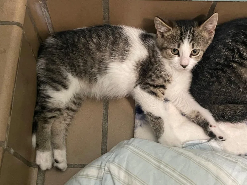 A baby small-sized female Domestic Short Hair cat named Milly for adoption in Westfield, NY
