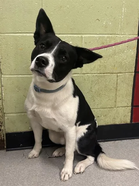 A young medium-sized male Australian Cattle Dog / Blue Heeler dog named Marshal for adoption in Indianapolis, IN