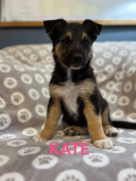 Kate