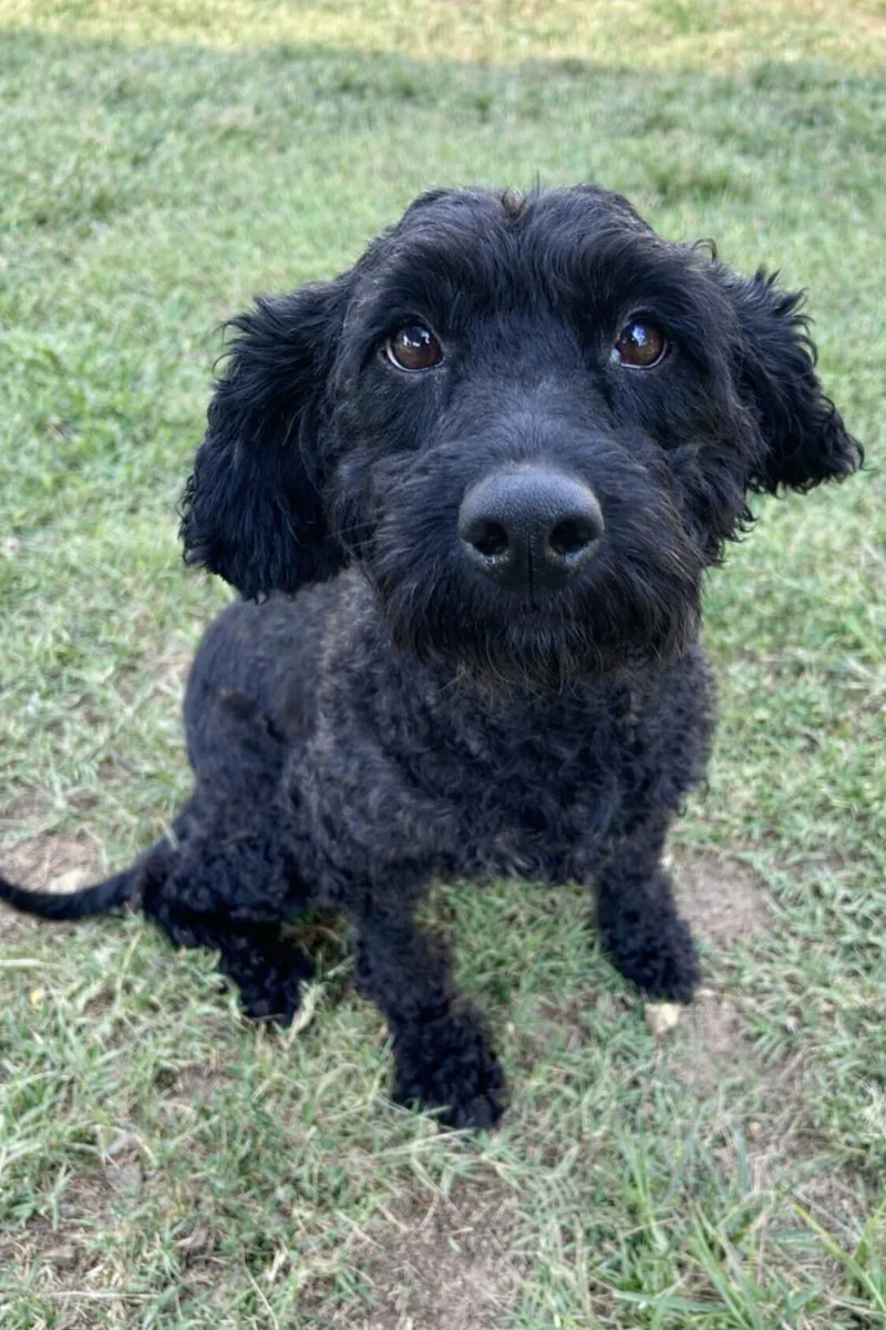 An adult medium-sized female Poodle dog named Puma Jun for adoption in Pacolet, SC