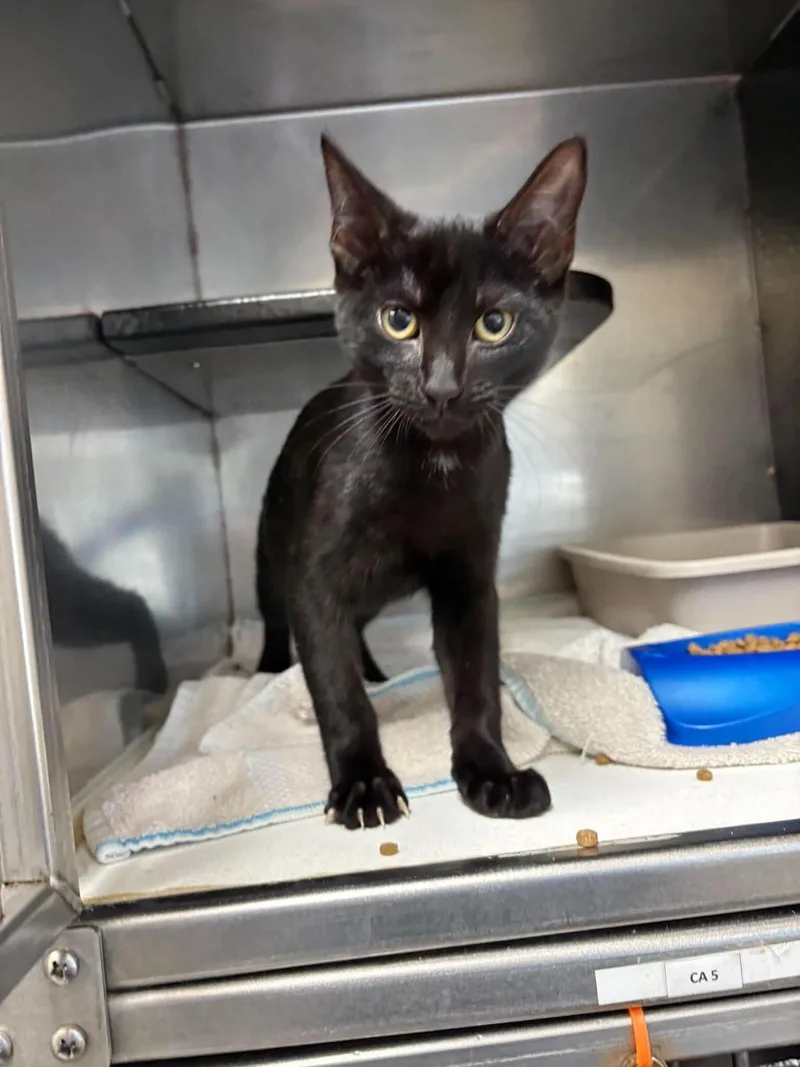 An adult medium-sized male Domestic Short Hair cat named Shadow for adoption in Burgaw, NC