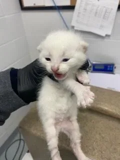 A baby small-sized male Domestic Short Hair cat named Simba for adoption in Saint Cloud, FL