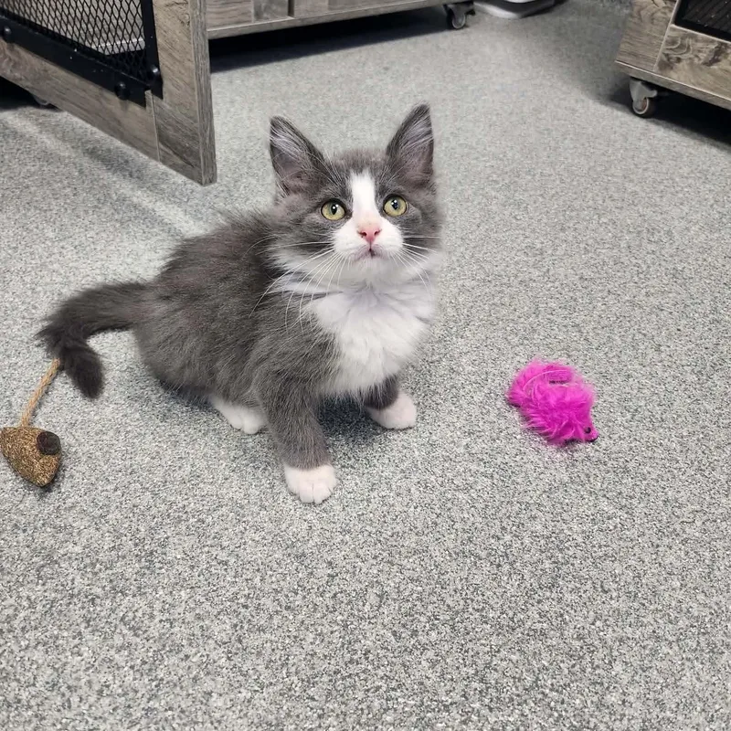 A baby medium-sized male Domestic Medium Hair cat named French Fry for adoption in Minooka, IL
