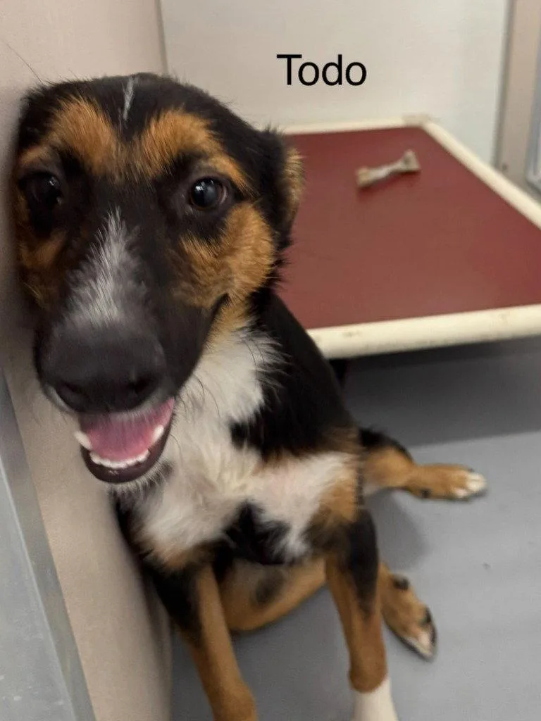 A young medium-sized male Shepherd dog named Todo for adoption in Saint George, UT