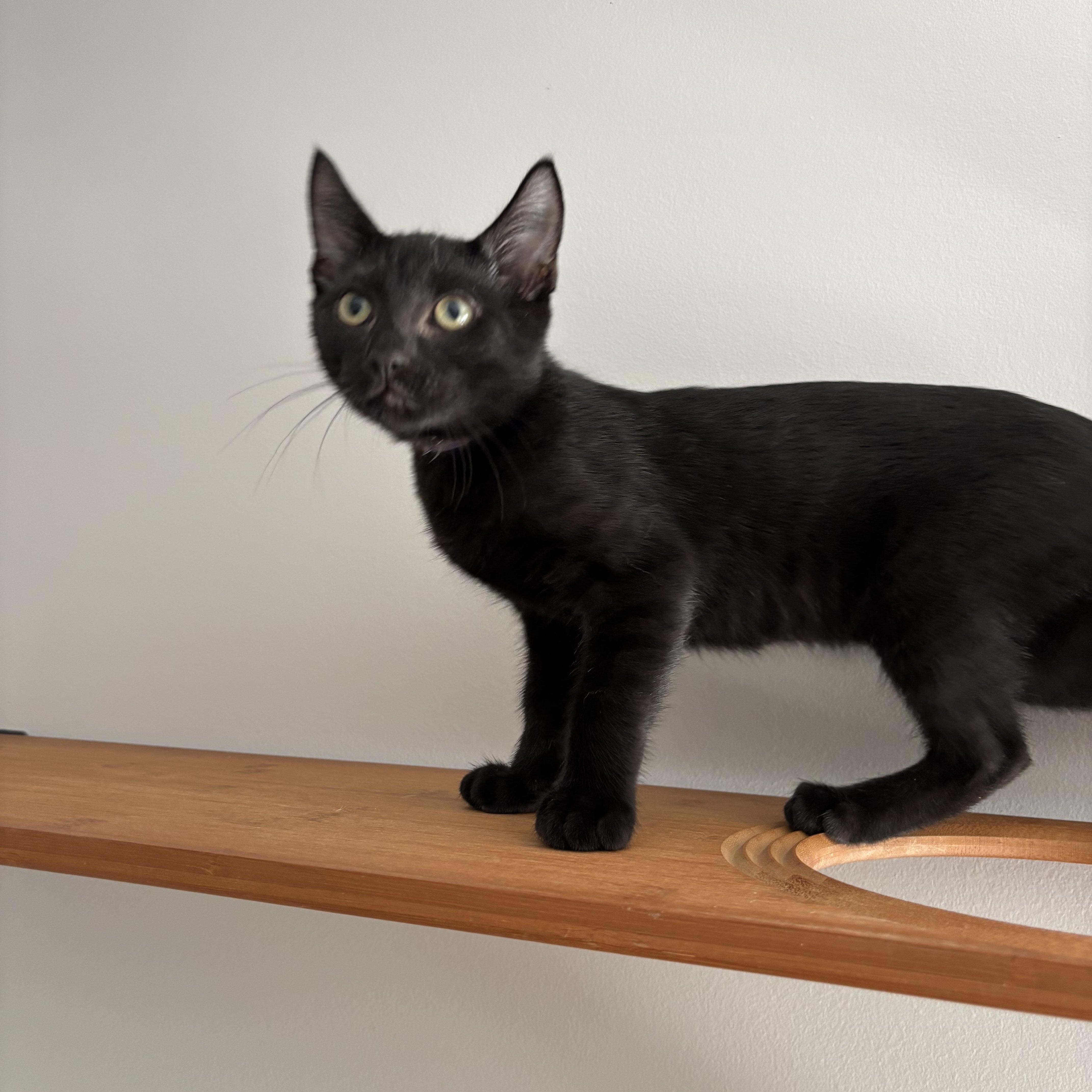 Professor Plum thumbnail 2