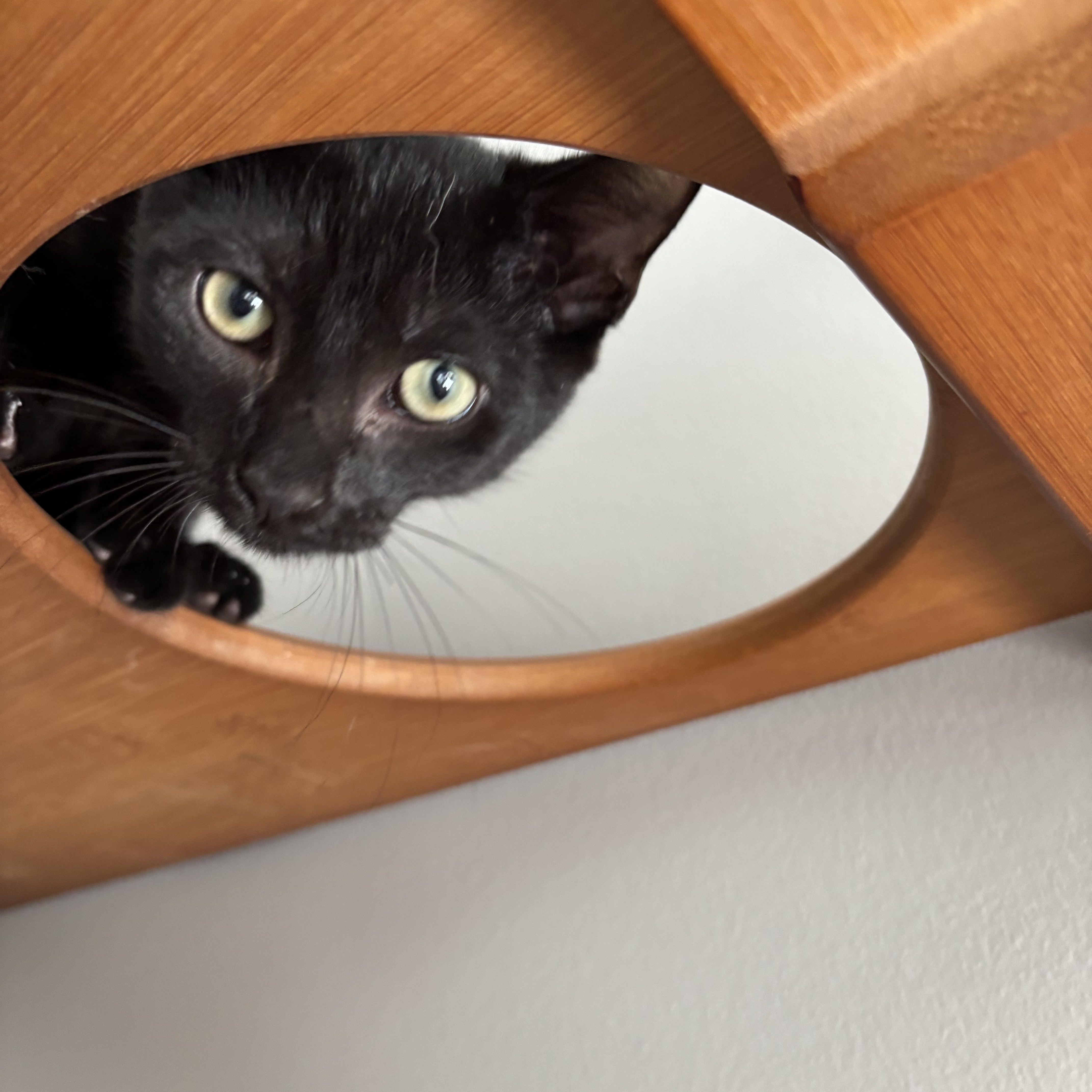 Professor Plum thumbnail 3