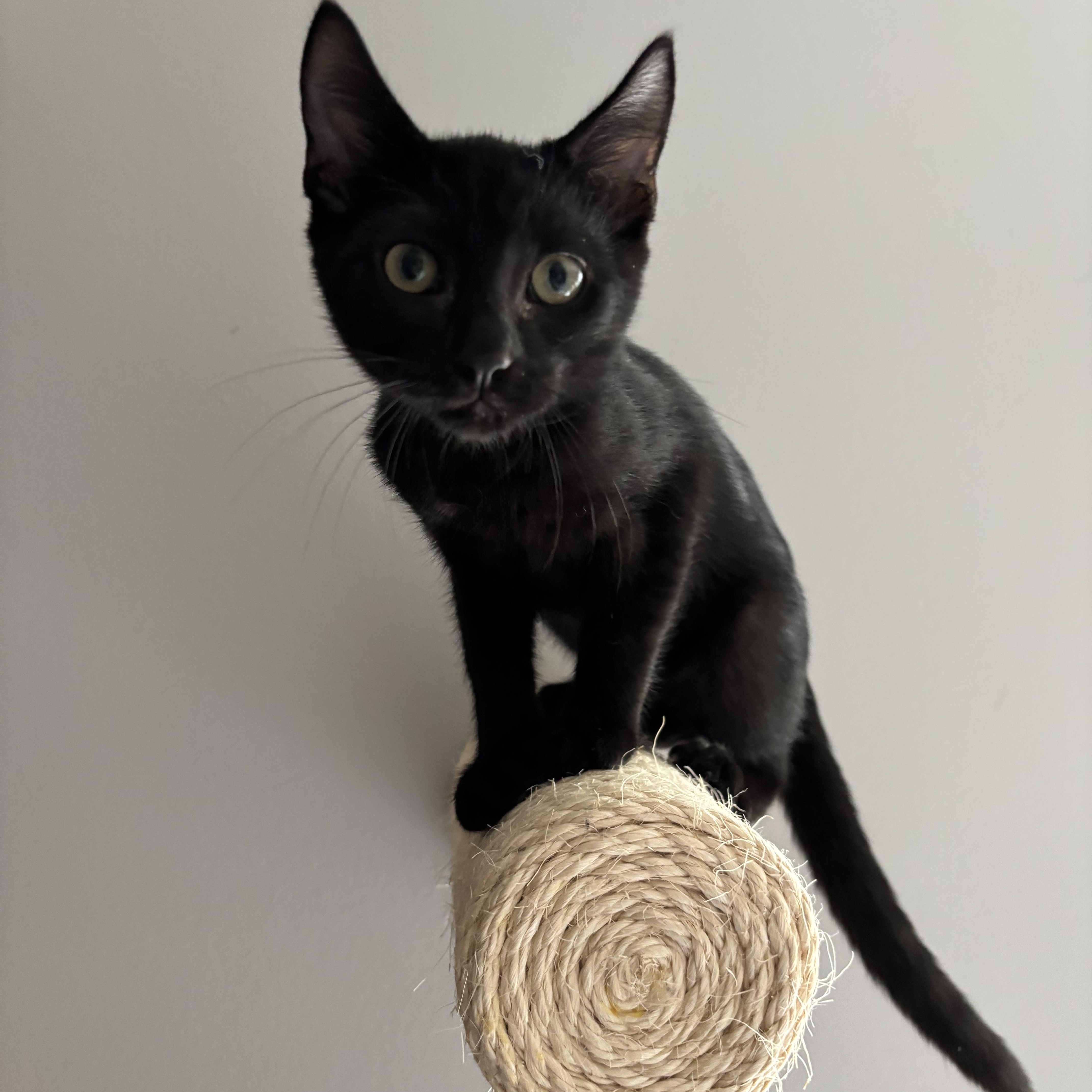 Professor Plum thumbnail 4