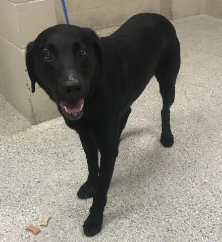 An adult large-sized male Labrador Retriever dog named Cedric for adoption in Conroe, TX