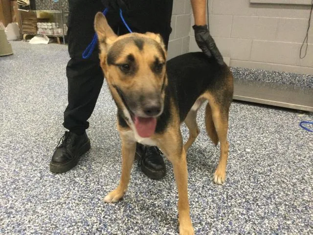 A young medium-sized male German Shepherd Dog dog named Mercury for adoption in Thousand Palms, CA