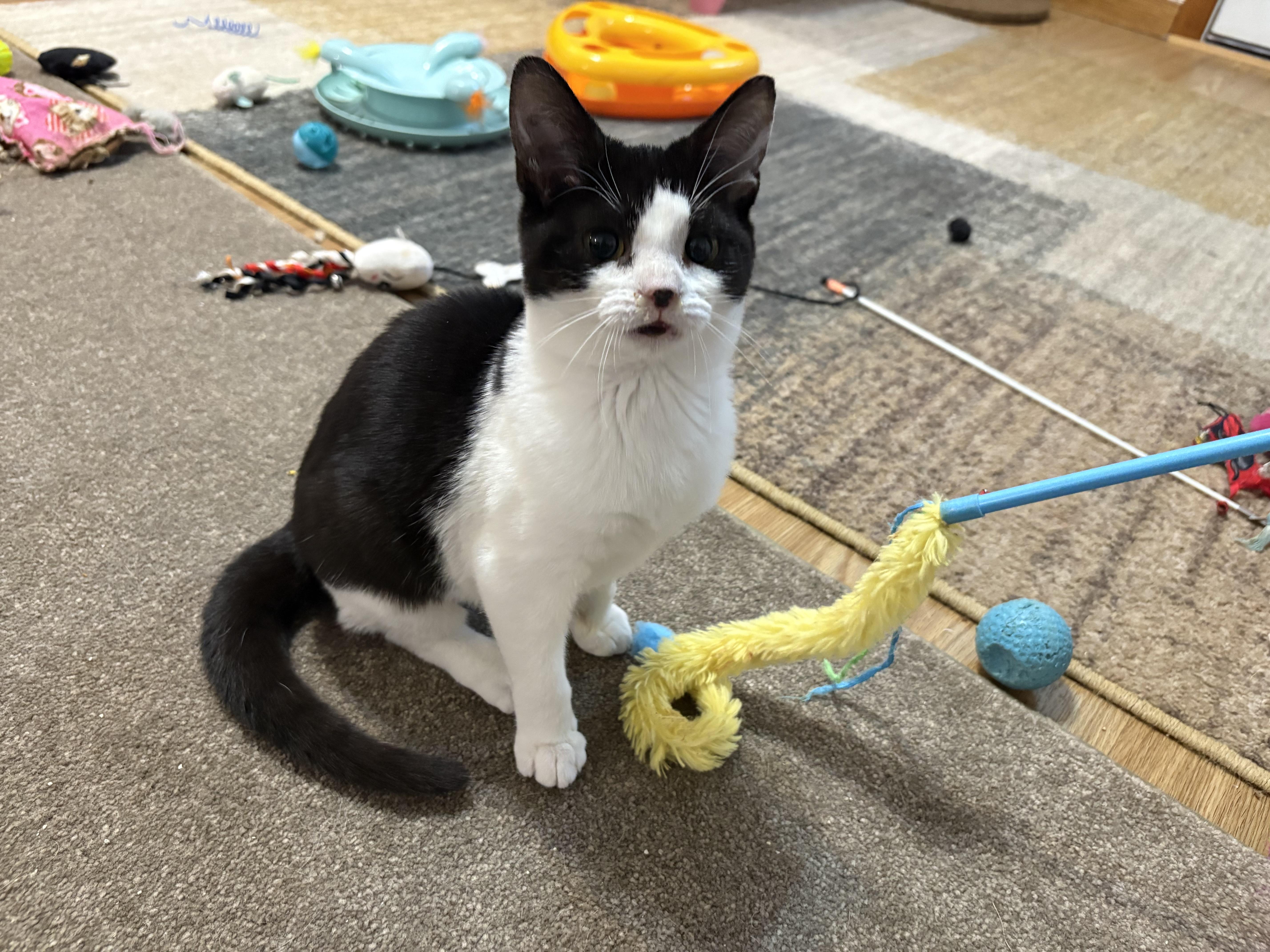 A baby medium-sized female Black & White / Tuxedo Domestic Short Hair cat named Ariel for adoption in Albany, NY