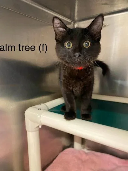 A baby small-sized female Domestic Medium Hair cat named Palm Tree for adoption in Hobart, IN