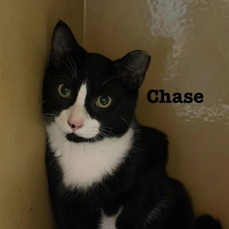 A young medium-sized male Domestic Short Hair cat named Chase for adoption in Spring Lake, NJ