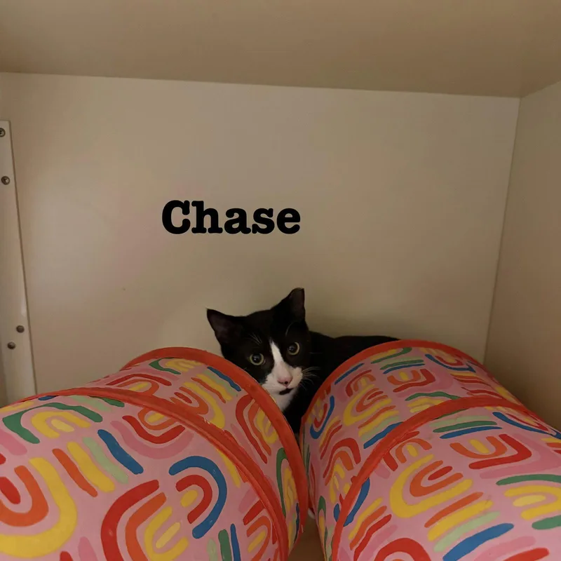 Chase thumbnail 2