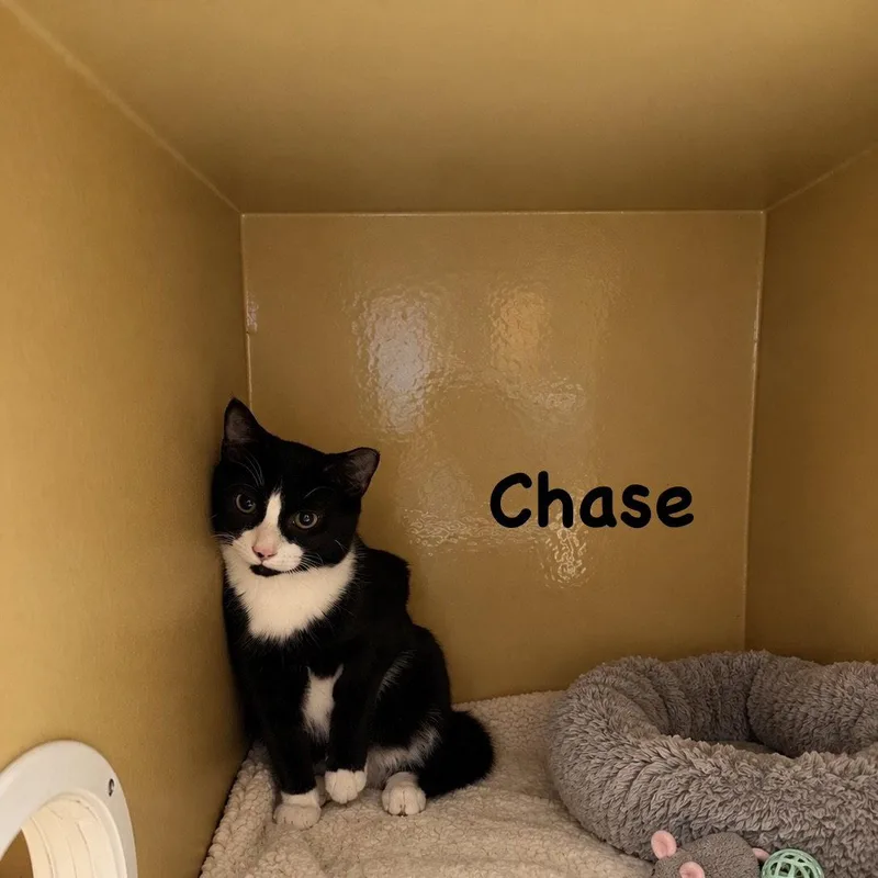 Chase thumbnail 3