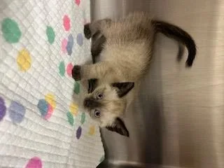 A baby small-sized male Domestic Short Hair cat named Crowley for adoption in Norco, CA