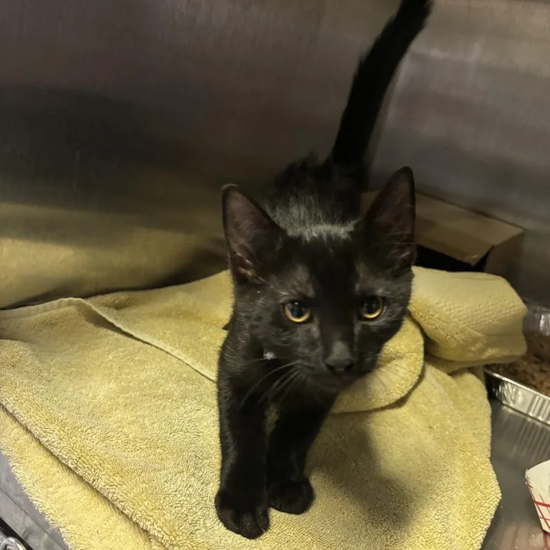 A baby small-sized male Black Domestic Short Hair cat named Waffles for adoption in San Gabriel, CA