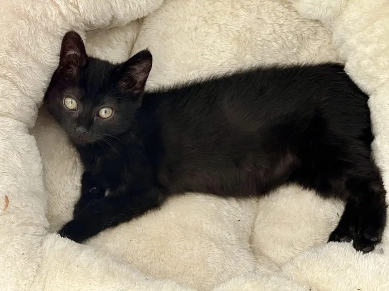 A baby small-sized female Black Domestic Short Hair cat named Salem for adoption in Johnson City, TN