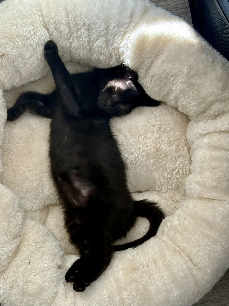 Salem thumbnail 4
