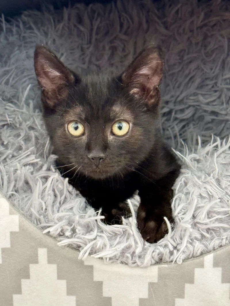 Salem thumbnail 5