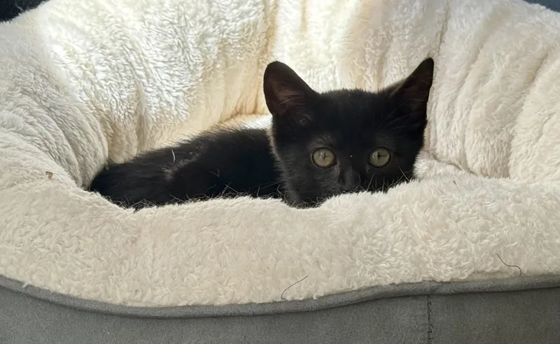 Salem thumbnail 6