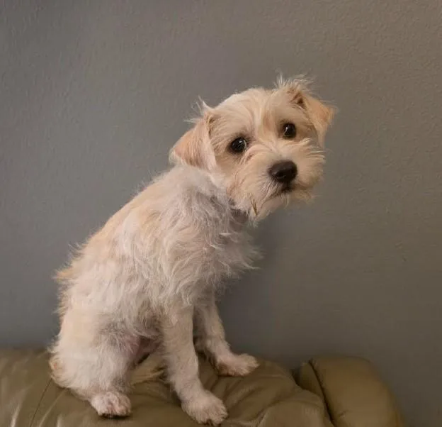 A baby small-sized male White / Cream Schnoodle dog named Cotton for adoption in Manvel, TX