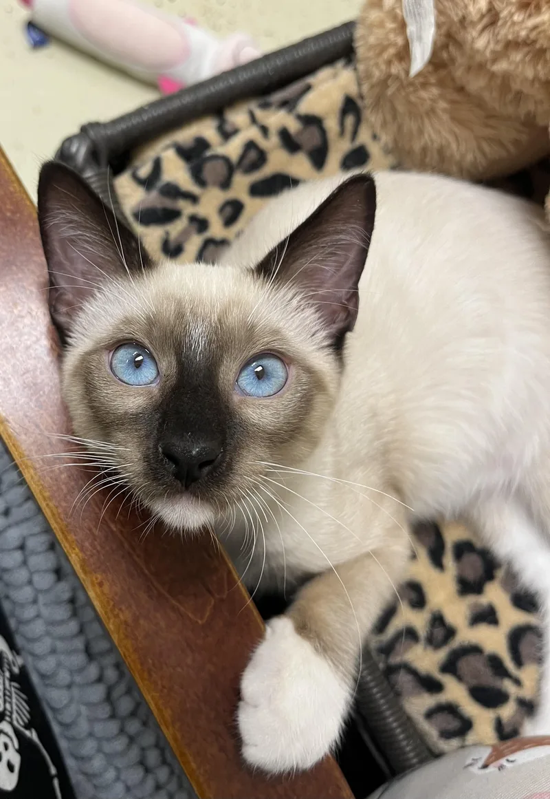 A baby small-sized male Buff & White Snowshoe cat named Purrlot for adoption in Hillsboro, TX