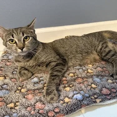 A young small-sized female Brown / Chocolate Domestic Short Hair cat named Carissa for adoption in Georgetown, KY