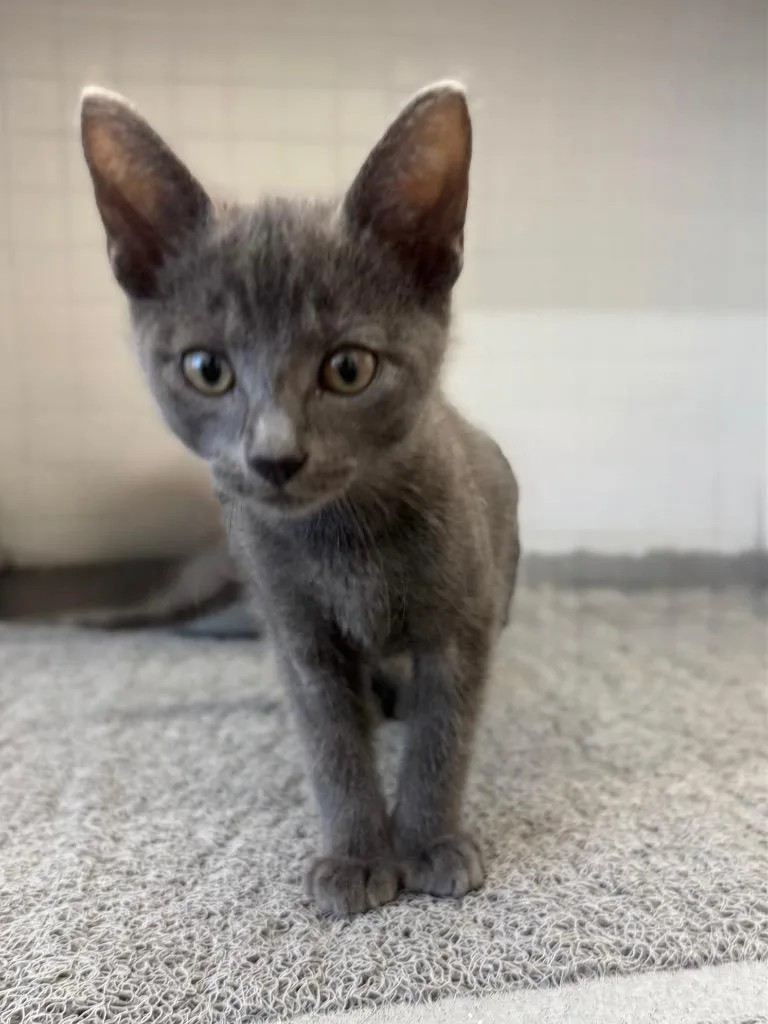 A baby medium-sized male Russian Blue cat named Mr. Guy for adoption in San Antonio, TX