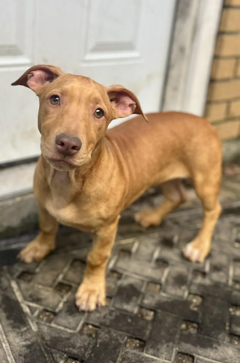 A baby medium-sized female Yellow / Tan / Blond / Fawn American Staffordshire Terrier dog named Vanilla a staffy for adoption in Gulfport, MS