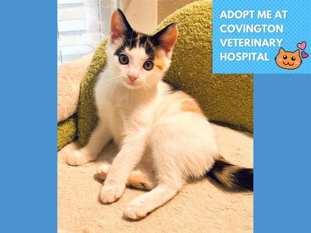 A baby small-sized female Domestic Short Hair cat named Millie for adoption in Fort Wayne, IN
