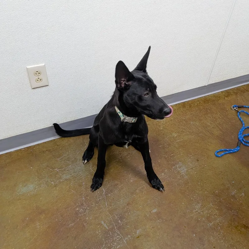 A baby medium-sized male German Shepherd Dog dog named Anubis for adoption in Albuquerque, NM