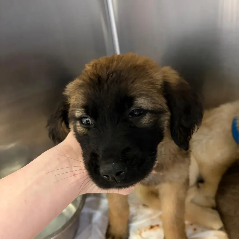 A baby small-sized female Brown / Chocolate Mixed Breed dog named Faith for adoption in Ardmore, OK