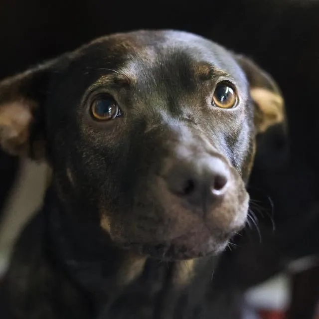 A young medium-sized female Terrier dog named Lou Lou for adoption in San Antonio, TX