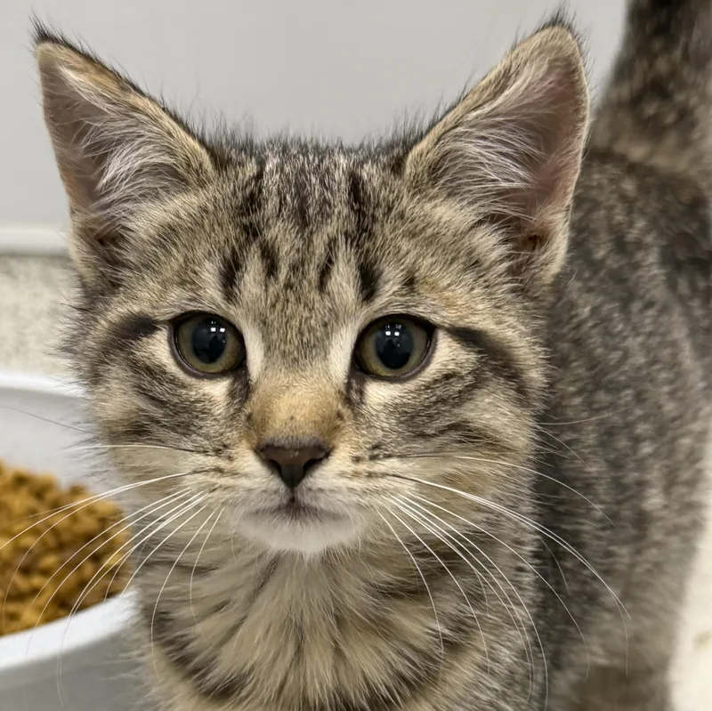 A baby medium-sized female Tabby (Brown / Chocolate) Domestic Short Hair cat named Myrtle for adoption in Cooperstown, NY