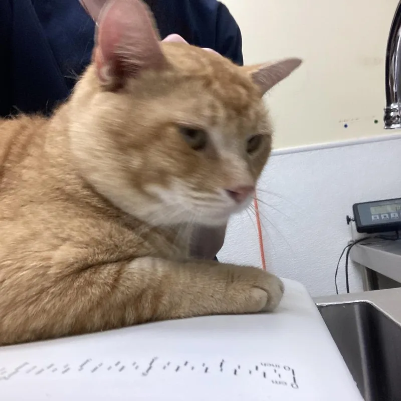 An adult large-sized male Orange / Red Domestic Short Hair cat named Sunny for adoption in Galveston, TX