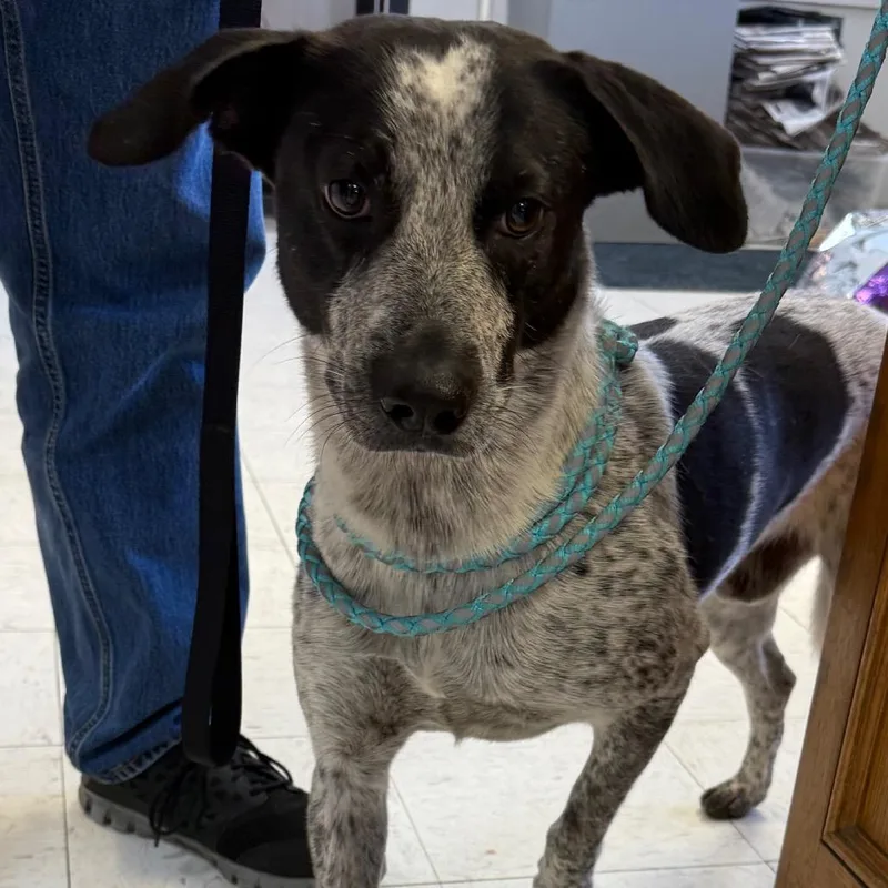 A young medium-sized male Black Australian Cattle Dog / Blue Heeler dog named Rio for adoption in Jacksonville, AR