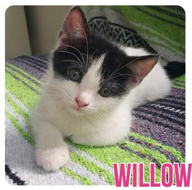 Willow thumbnail 2