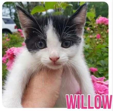 Willow thumbnail 3
