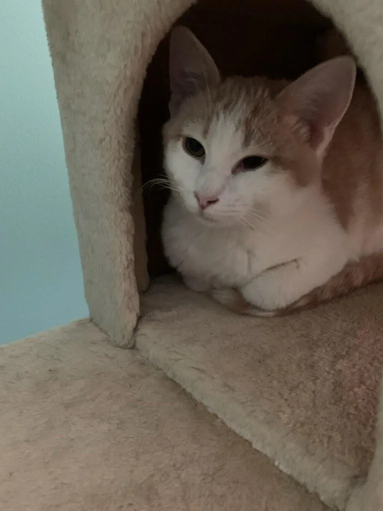 A young medium-sized male Buff & White Domestic Short Hair cat named Comet for adoption in Lancaster, PA