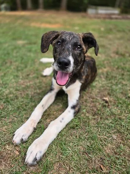 A young large-sized male Pit Bull Terrier dog named Clark for adoption in Lawrenceville, GA