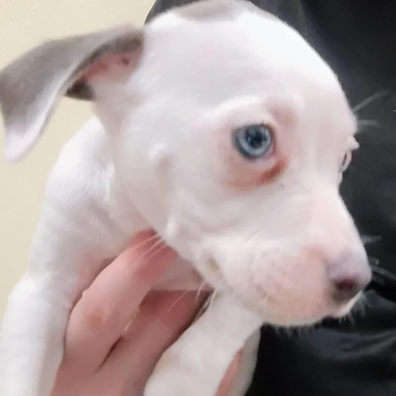 A baby small-sized female Gray / Blue / Silver Pit Bull Terrier dog named SkyHarley for adoption in Palestine, TX