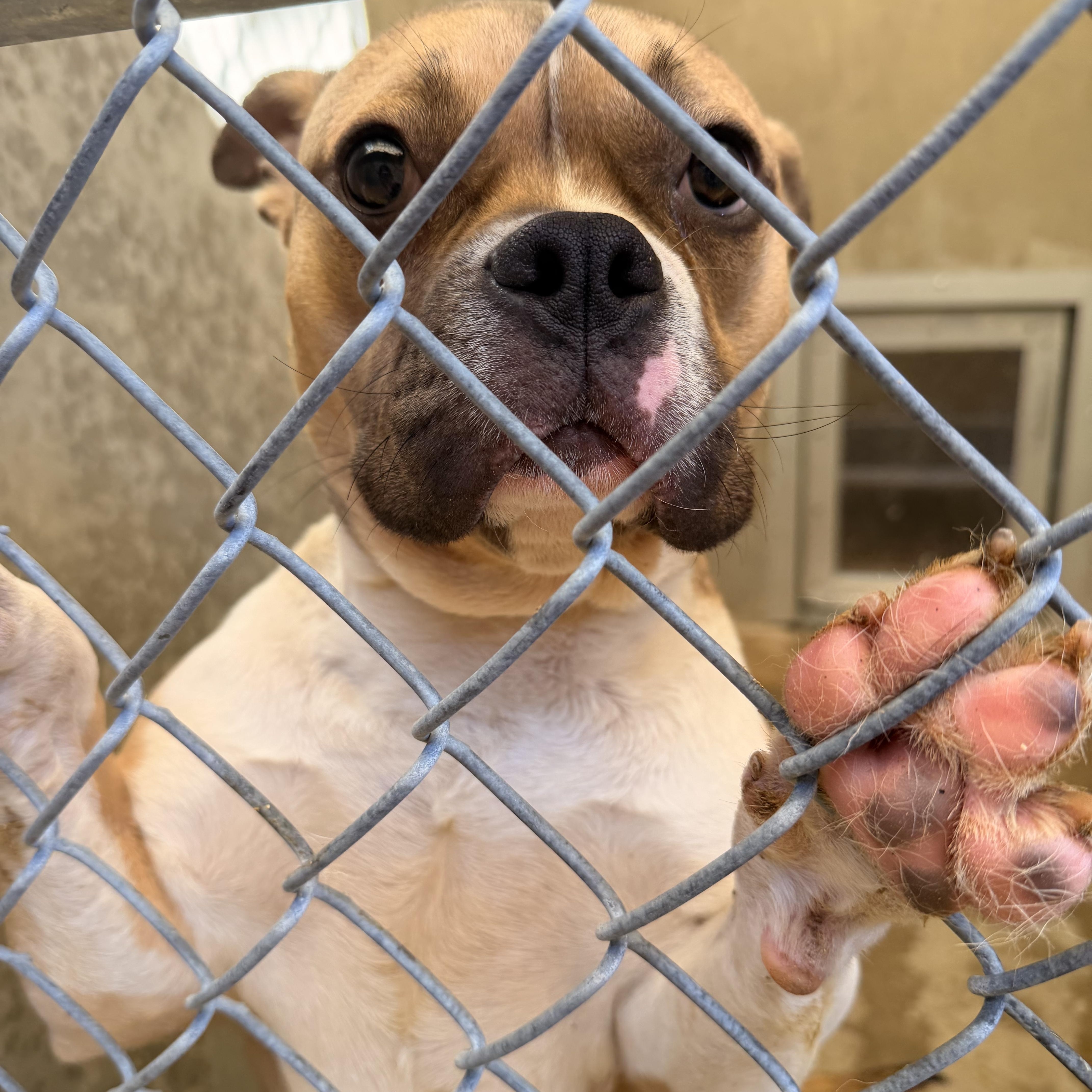 Mirabelle thumbnail 2