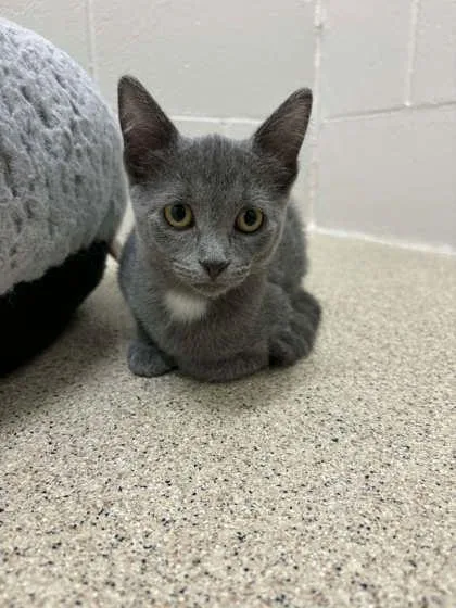 A baby small-sized female Gray / Blue / Silver Domestic Short Hair cat named Romi for adoption in Harbor Springs, MI