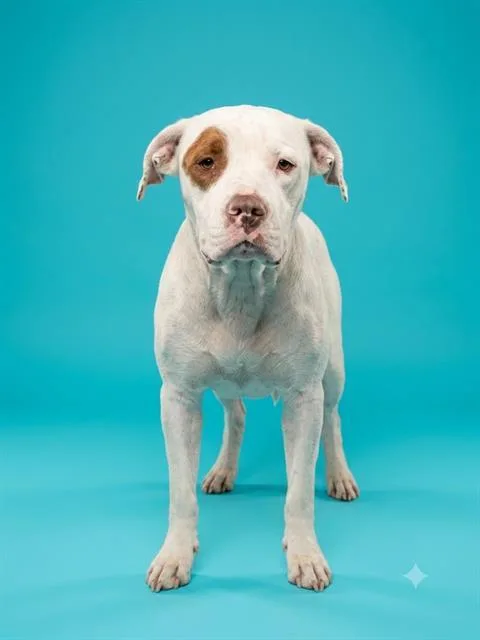 An adult large-sized male Mixed Breed dog named Nudge for adoption in Jacksonville, FL