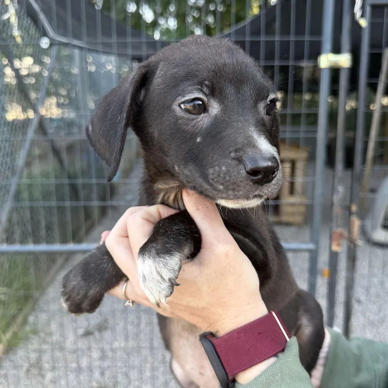 A baby medium-sized female Black Labrador Retriever dog named Bread Maker for adoption in Columbia, SC
