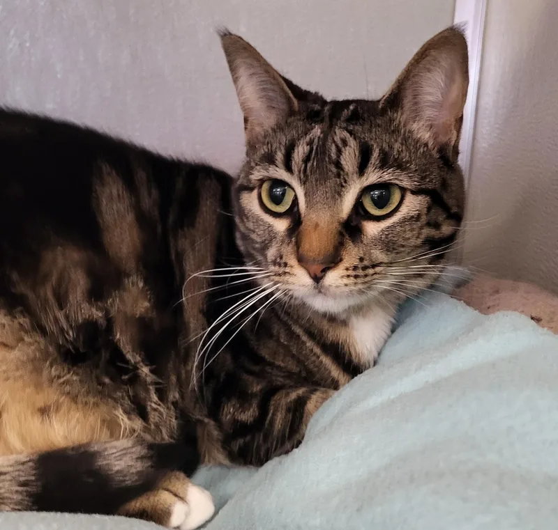 An adult medium-sized female Tabby (Brown / Chocolate) Domestic Short Hair cat named Thermos for adoption in Grayslake, IL