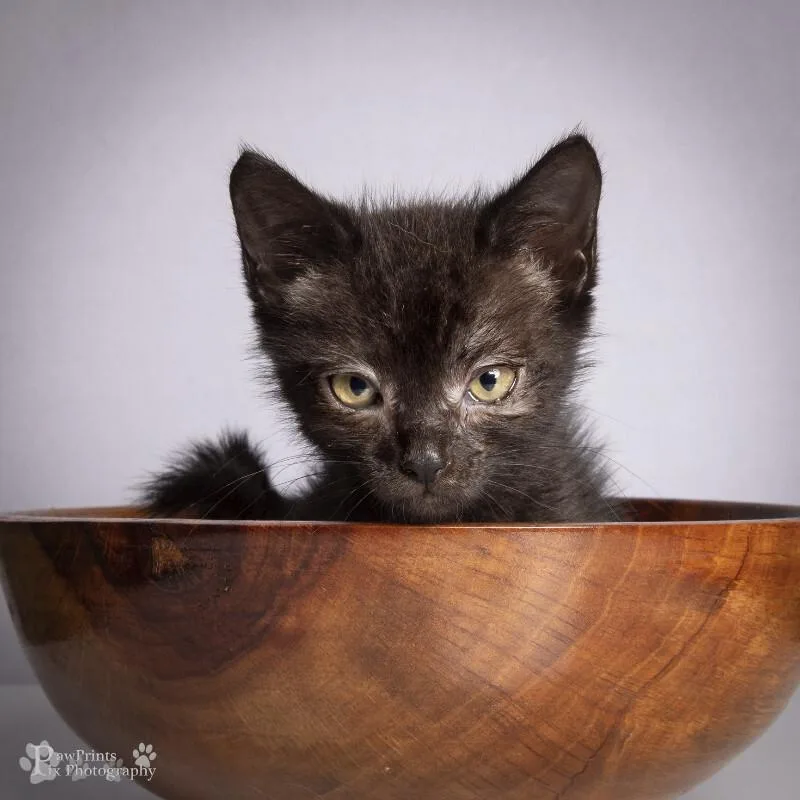 A young medium-sized female Black & White / Tuxedo Domestic Short Hair cat named Buzz for adoption in Maryville, TN