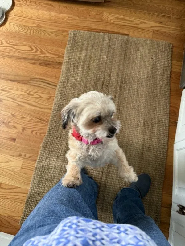 A senior small-sized female Lhasa Apso dog named Franny for adoption in San Francisco, CA