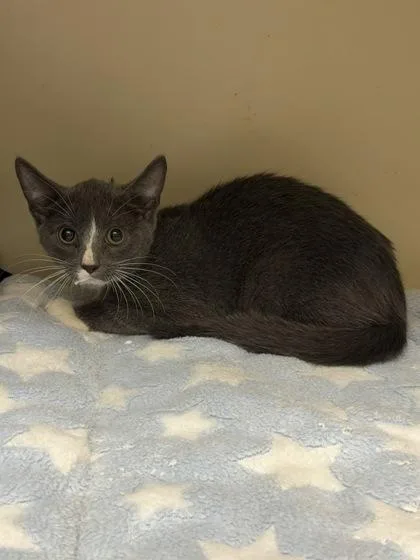 A baby medium-sized male Domestic Short Hair cat named Boy Diggs for adoption in Chamblee, GA